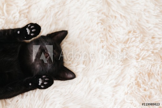 Picture of Kitten sleeping on carpet